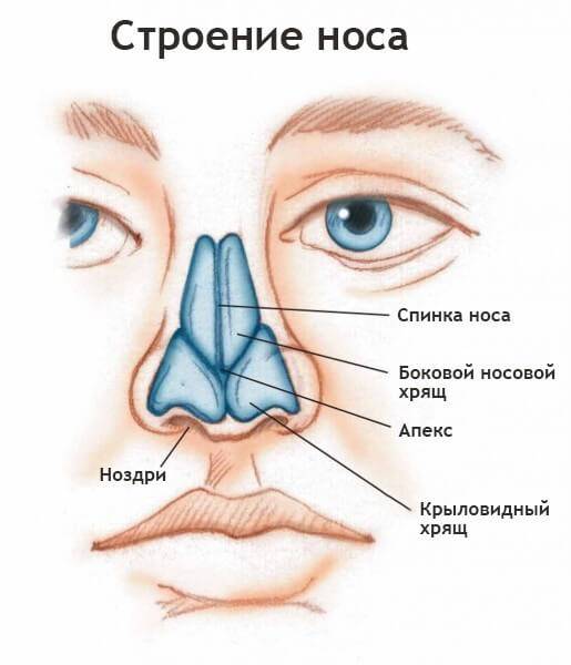 Фото строения носа